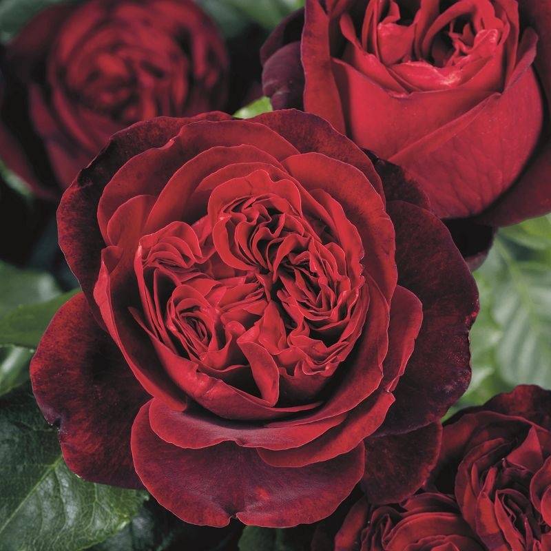 Самые лучшие сорта зимостойких и морозоустойчивых роз с фото