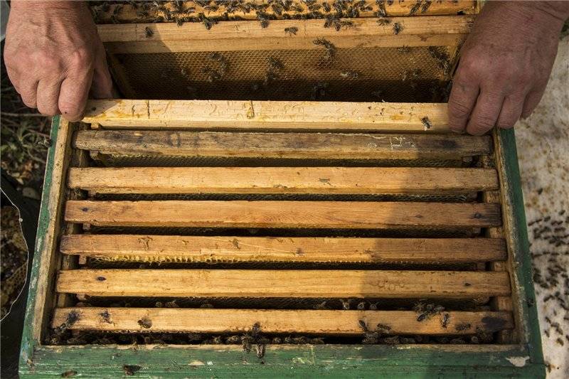 Сахарный сироп для пчёл: сроки подкормки осенью, зимой и весной, как приготовить, пропорции и соотношения