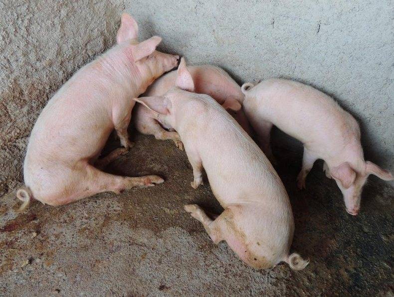 Атрофический ринит свиней - болезни свиней