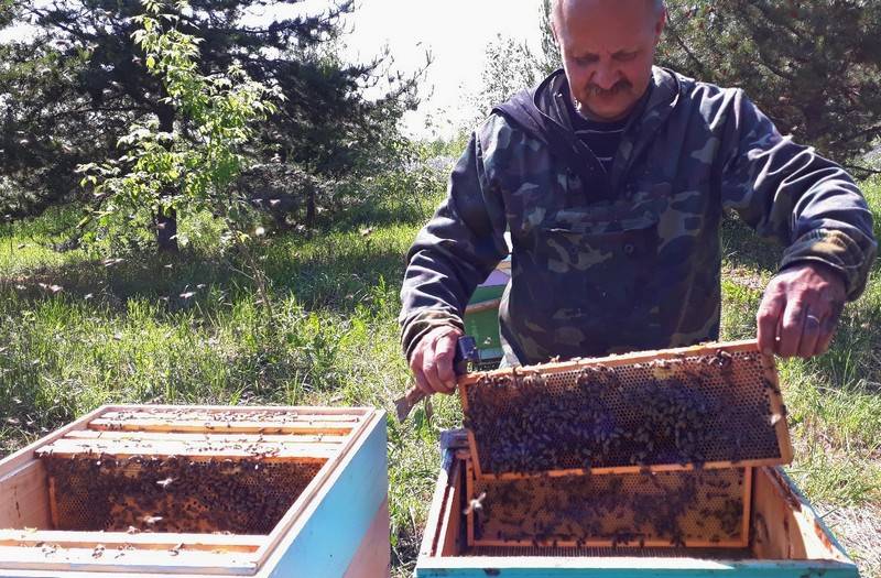Пасека пчеловода с пчелами в августе