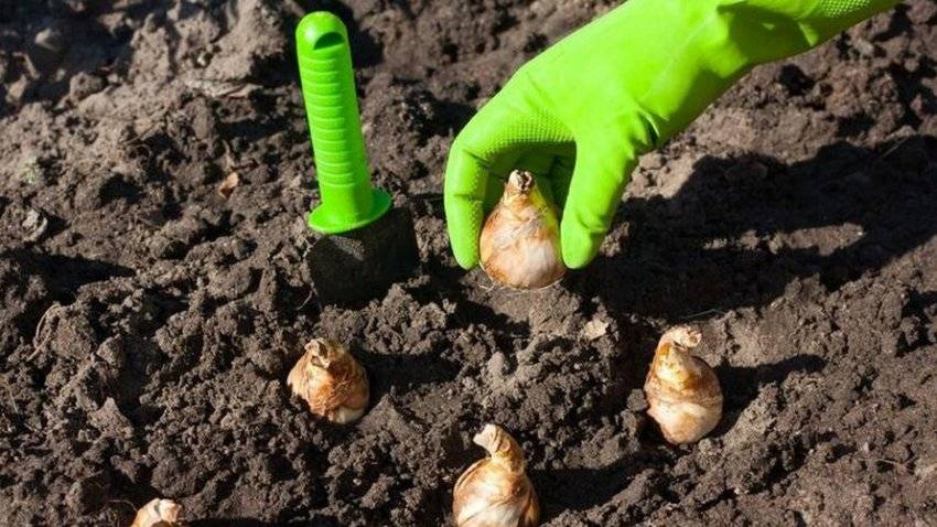 Когда сажать нарциссы в открытый грунт