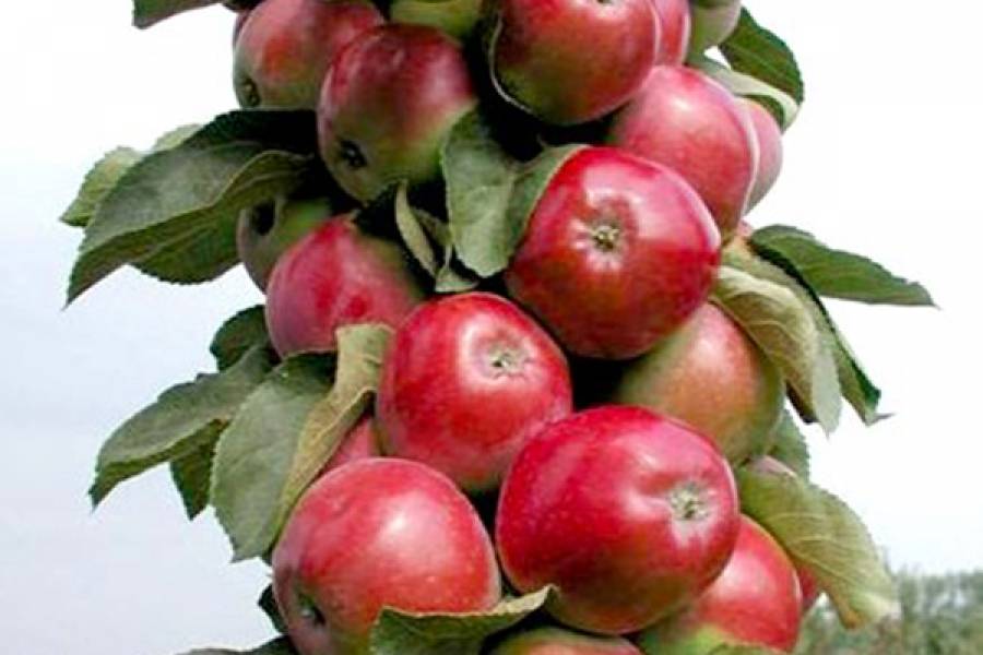 Колоновидная яблоня васюган: описание сорта, фото, отзывы, характеристки