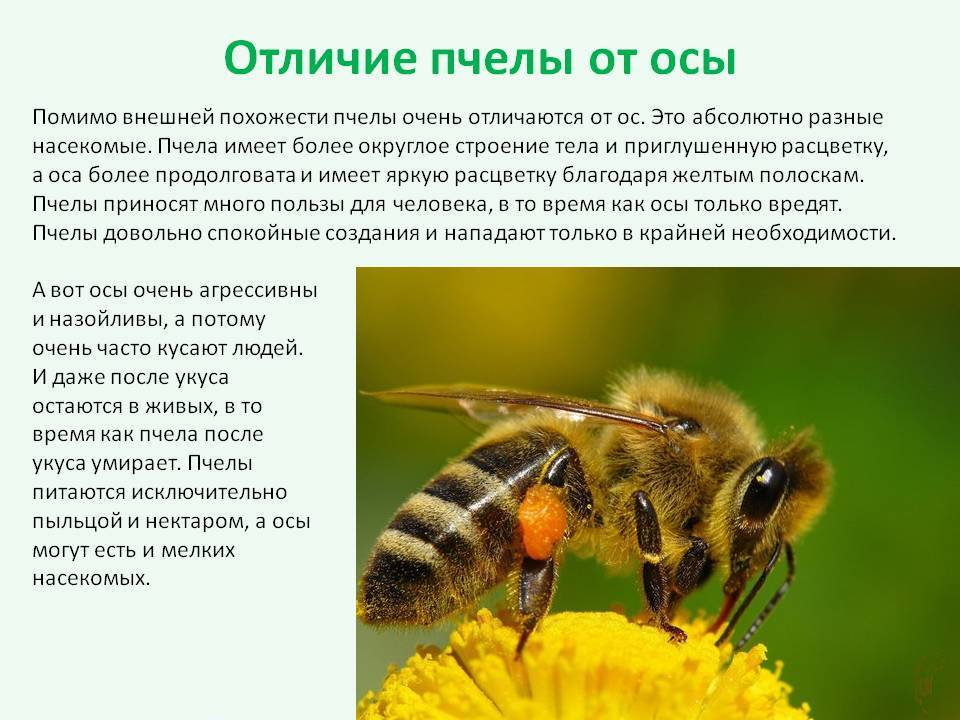 Главные признаки, как отличить осу от пчелы