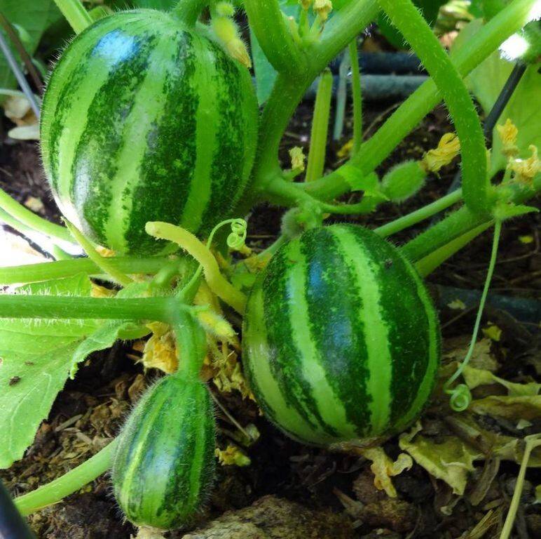 Об огурдыне: выращивание огурца со вкусом дыни, правила посадки и ухода