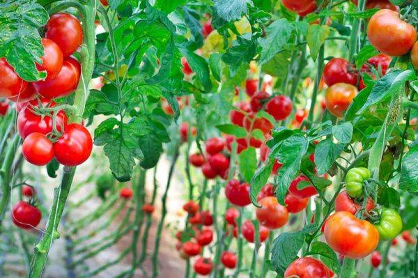 Высокорослые томаты в теплице и открытом грунте — особенности выращивания. посадка, условия и уход. фото — ботаничка.ru