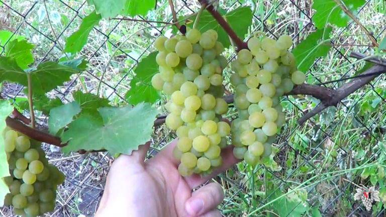Описание сорта и характеристики винограда сорта цитронный магарача, выращивание