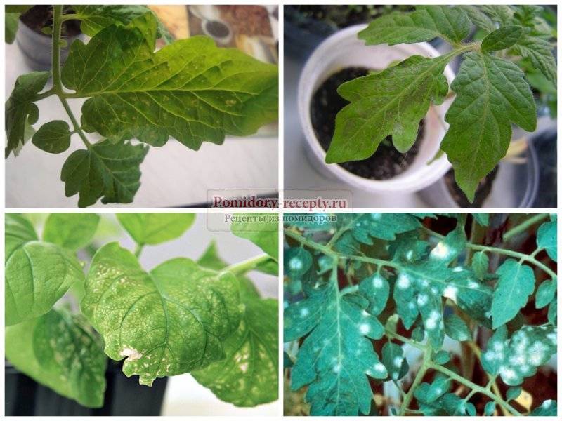 Белеют листья у рассады помидоров: причины, способы их устранения и меры профилактики