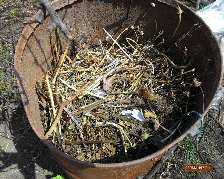 Огурцы в бочке: выращивание пошагово с фото и видео — как сажать в бочку огурцы