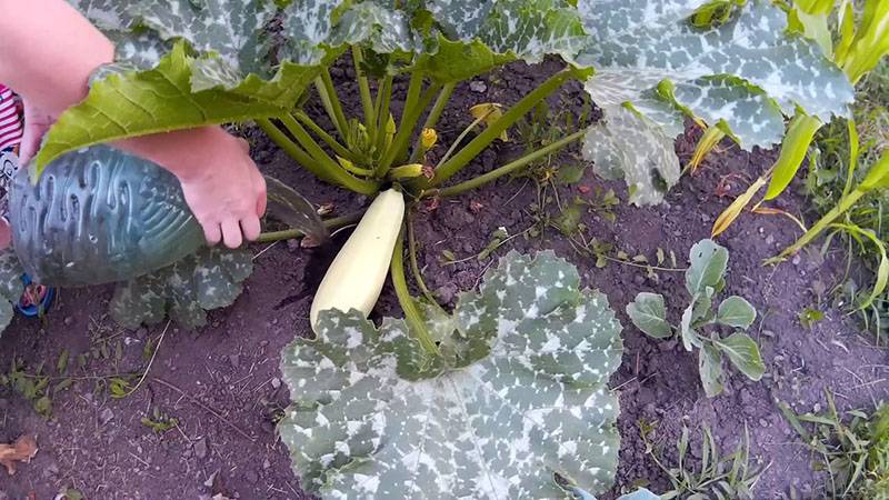 Когда сажать кабачки в открытый грунт семенами: сроки посадки кабачков
