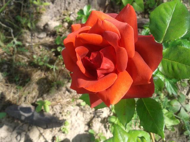 Роза терракота (terracotta)
