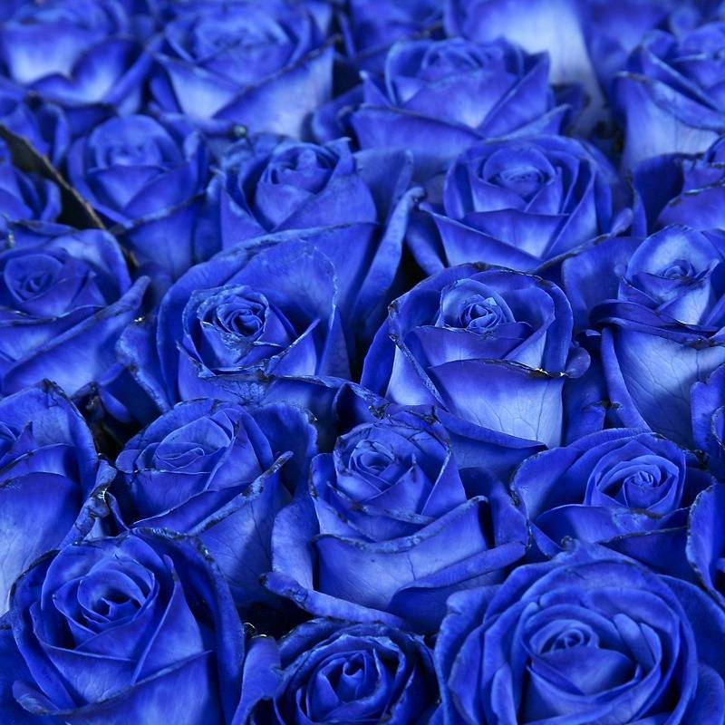 Бывают ли синие розы