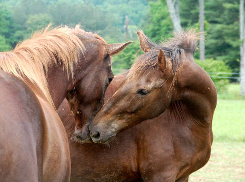 Спаривание лошадей: случка коня и кобылы, как спариваются животные