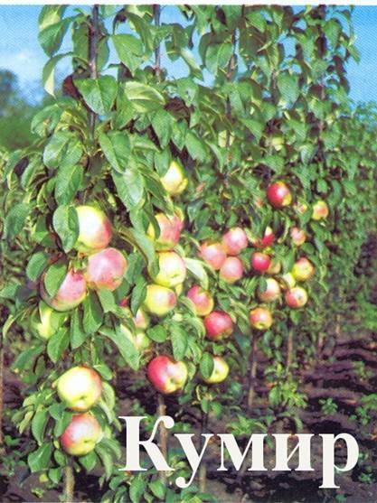 Колоновидные яблони: 14 лучших сортов и их особенности