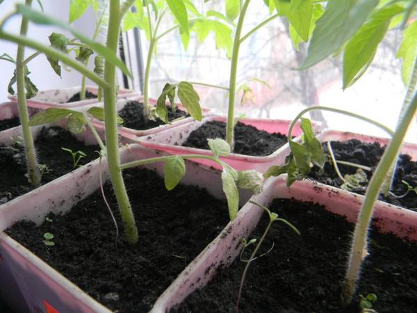 Засыхают листья рассады томатов: что делат, почему сохнут и вянут кончики и края листьев помидоров