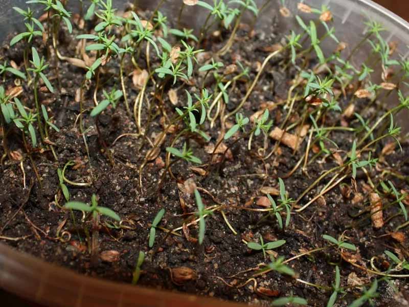 Как вырастить тую из семян в домашних условиях - личный опыт