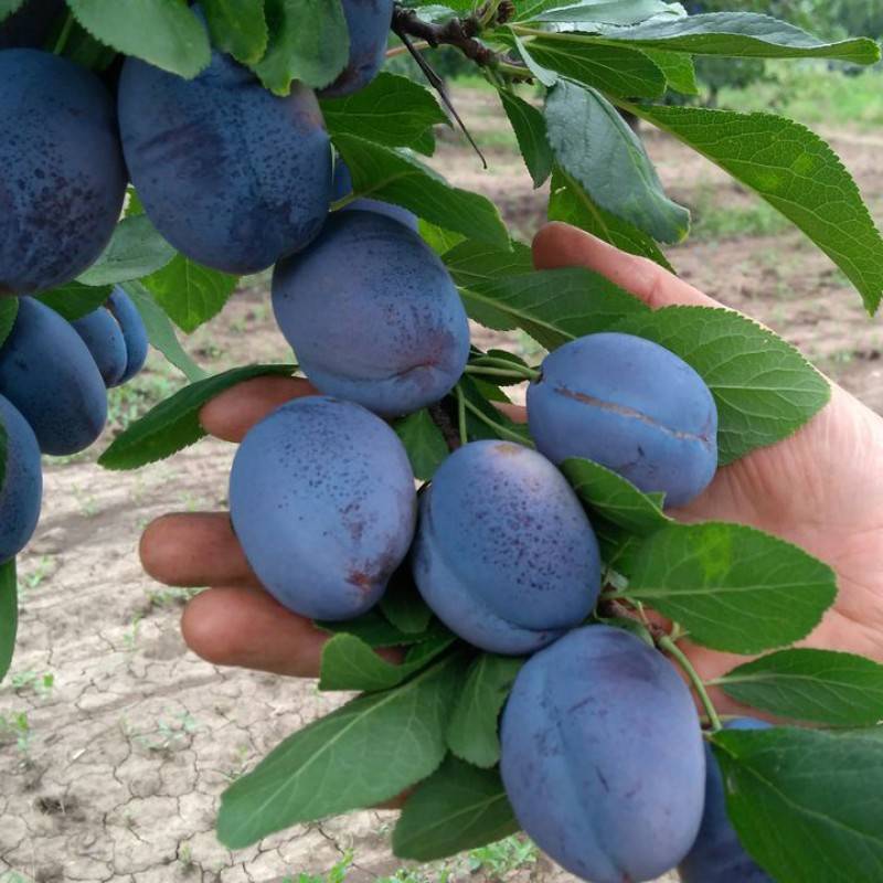 Слива синий дар: отзывы про выращивание и про плоды, описание сорта