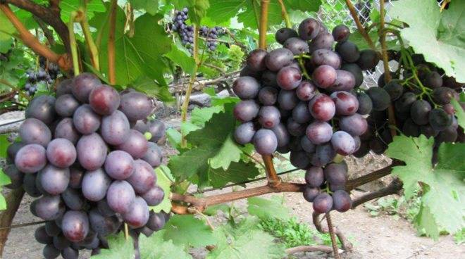 Сенатор: описание и особенности выращивания винограда