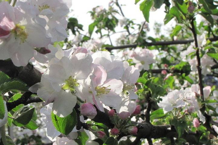 О яблоне горнист: описание сорта, характеристики, агротехника, выращивание