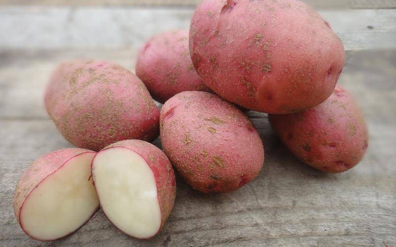 Картофель беллароза: описание и характеристика сорта, посадка и уход, отзывы с фото