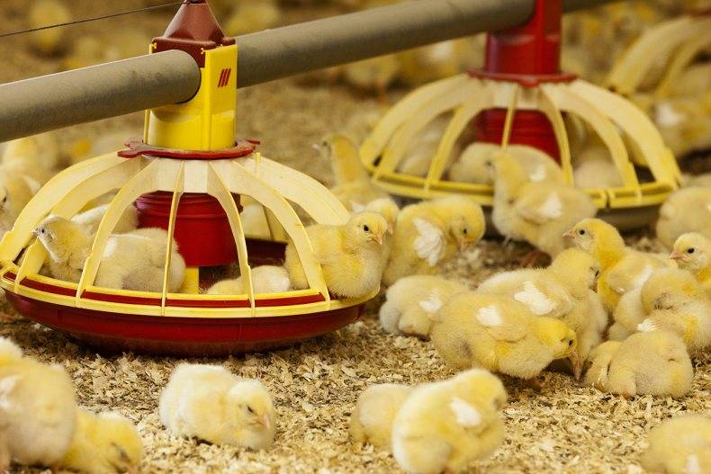 Комбикорм для цыплят: советы