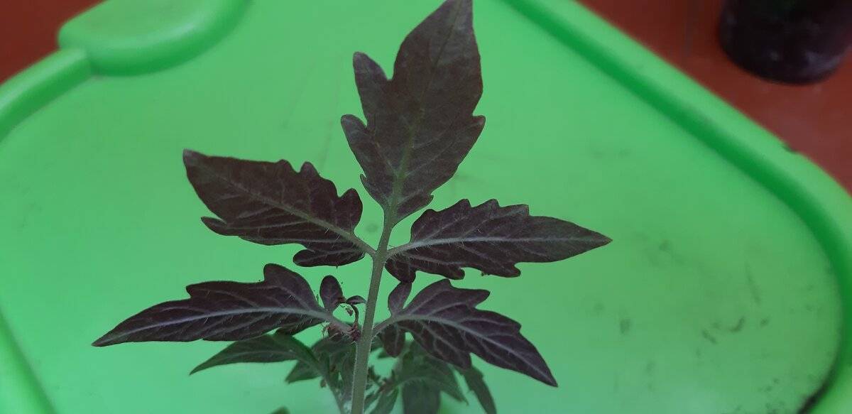 Почему у рассады помидор фиолетовые листья снизу - что делать, как лечить
