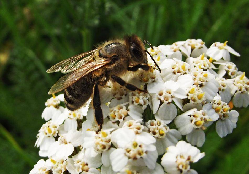 Воровство пчел: что делать при пчелином нападе, защита от воровок, видео | пчеловодство | пчеловод.ком