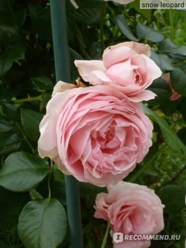 Описание плетистой розы эрик таберли: как выращивать сортовую разновидность шраба