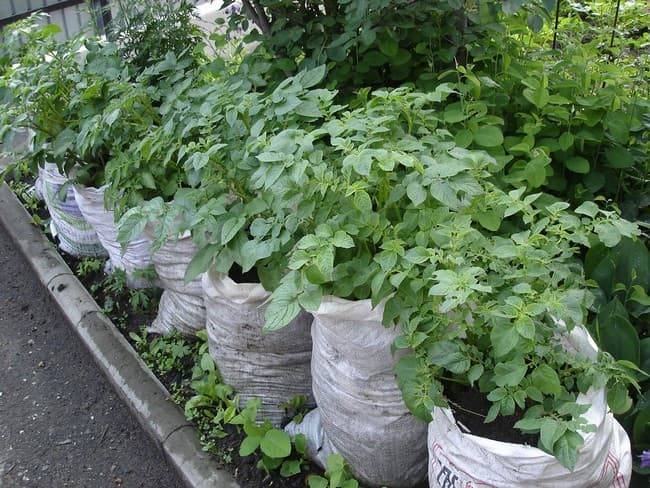 Пошаговое руководство по выращиванию картофеля в ящиках и коробах