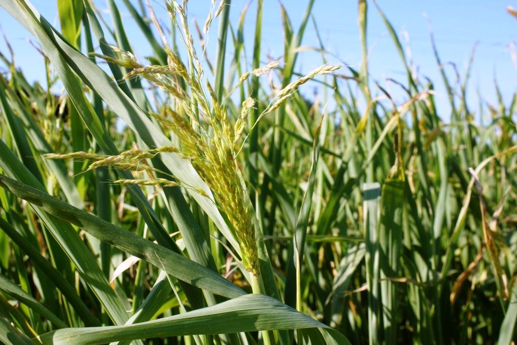 О суданской траве: как выглядит, полезные свойства, где применяется растение