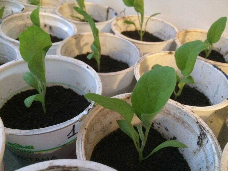 Выращивание рассады баклажанов: что надо знать огороднику