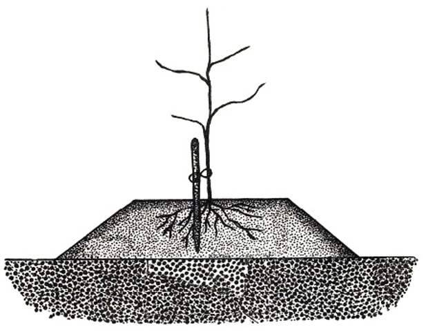 Как посадить яблоню, если близко грунтовые воды: выбор сорта и правила ухода
