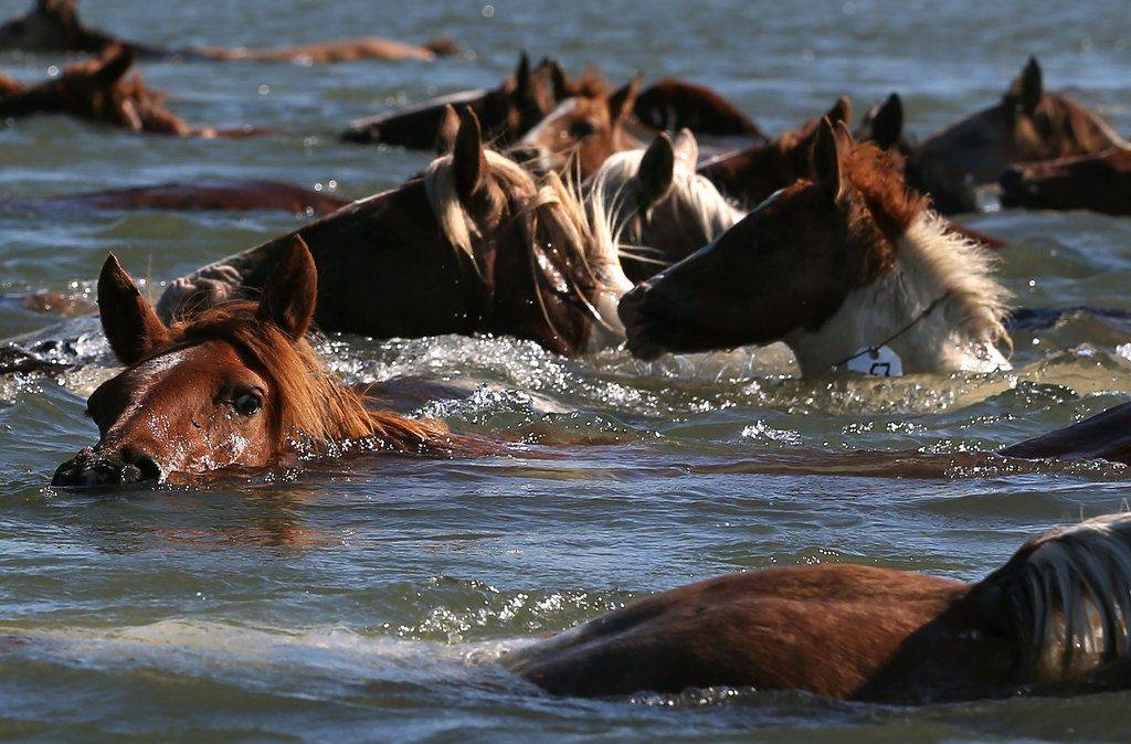 Копыта в воде: плавающие свиньи, ныряющие лошади и многие другие милейшие создания (30 фото)
