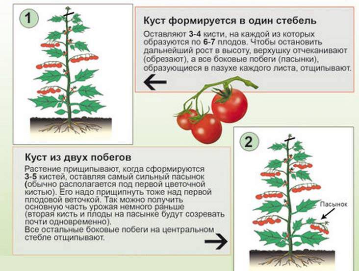Как правильно обламывать помидоры для увеличения урожая на грунте: схема
