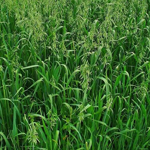 Суданская трава: технология возделывания, норма высева, семена и биологические особенности