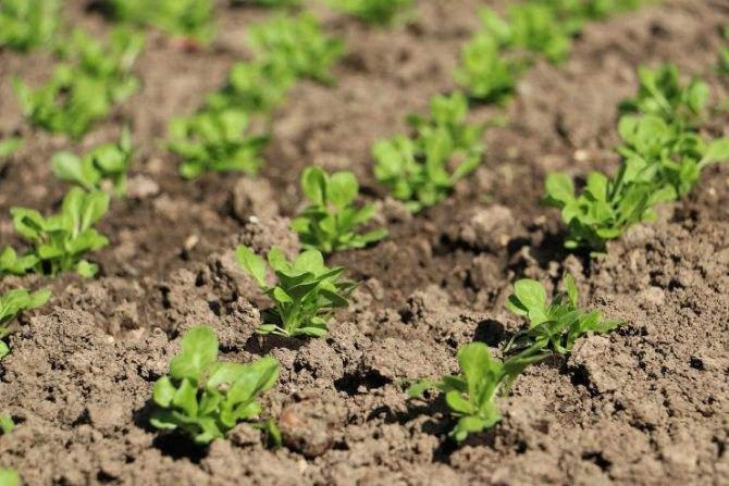 Салат (латук): выращивание из семян в открытом грунте и в домашних условиях