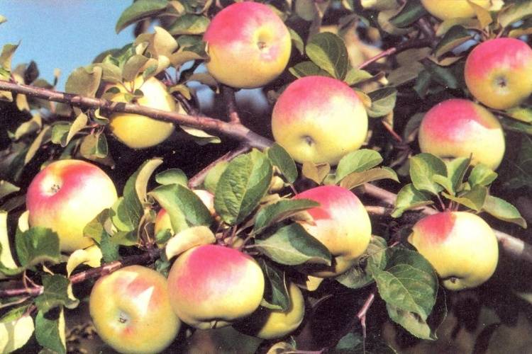 О яблоне воспитанница: описание сорта, характеристики, агротехника, выращивание