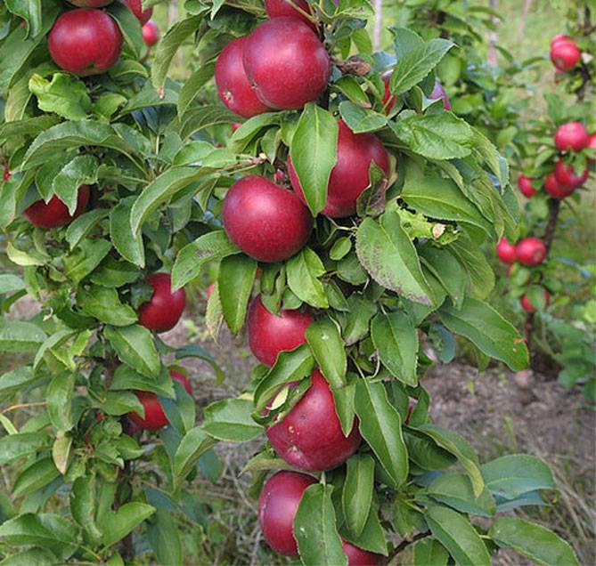 Яблоня колонновидная «останкино»: описание сорта, фото и отзывы
