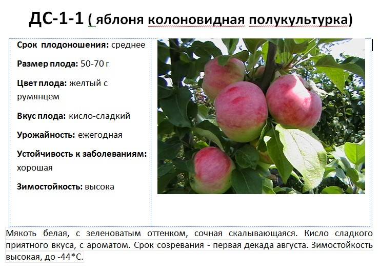 Почему яблоня не цветет и не плодоносит 3, 4, 5 лет: причины и советы