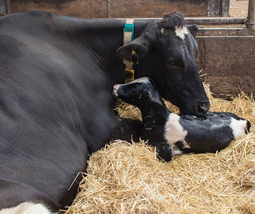 Сколько длится беременность у коровы?