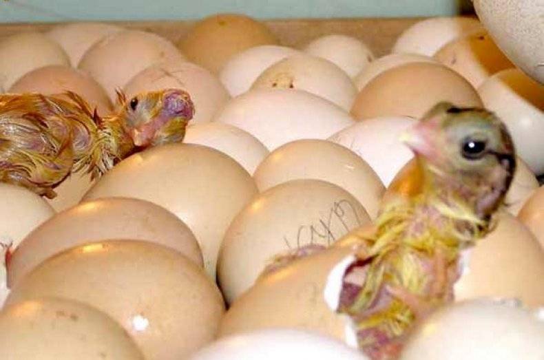 Как вывести цыплят в инкубаторе: секреты фермеров для хорошего выводка птенцов