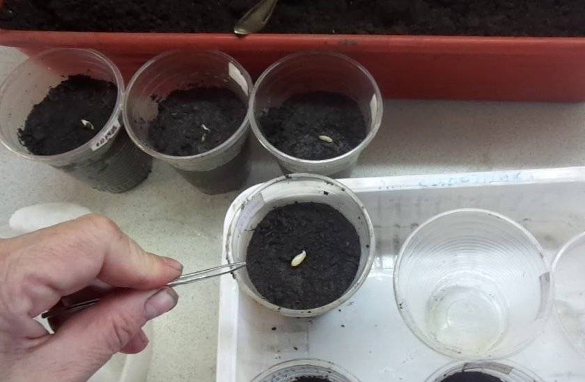 Как вырастить качественную рассаду огурцов в домашних условиях: отбор семян, подготовка грунта, правильный уход