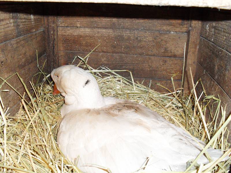 Начало яйценоскости гусей: когда и в каком возрасте начинают нестись гуси в домашних условиях