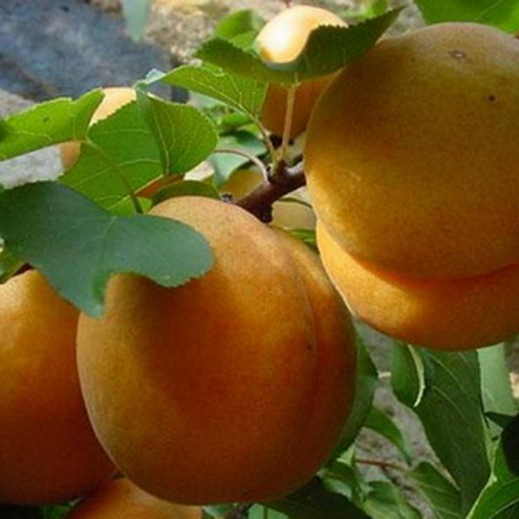 Как правильно посадить абрикос и ухаживать за ним в средней полосе