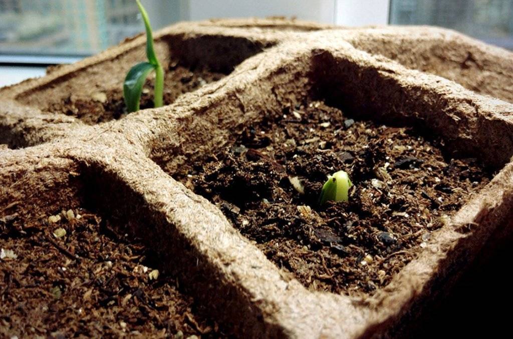 Рассада огурцов в торфяных таблетках: правильная посадка и выращивание — как сажать в торфяные таблетки огурцы — про огород