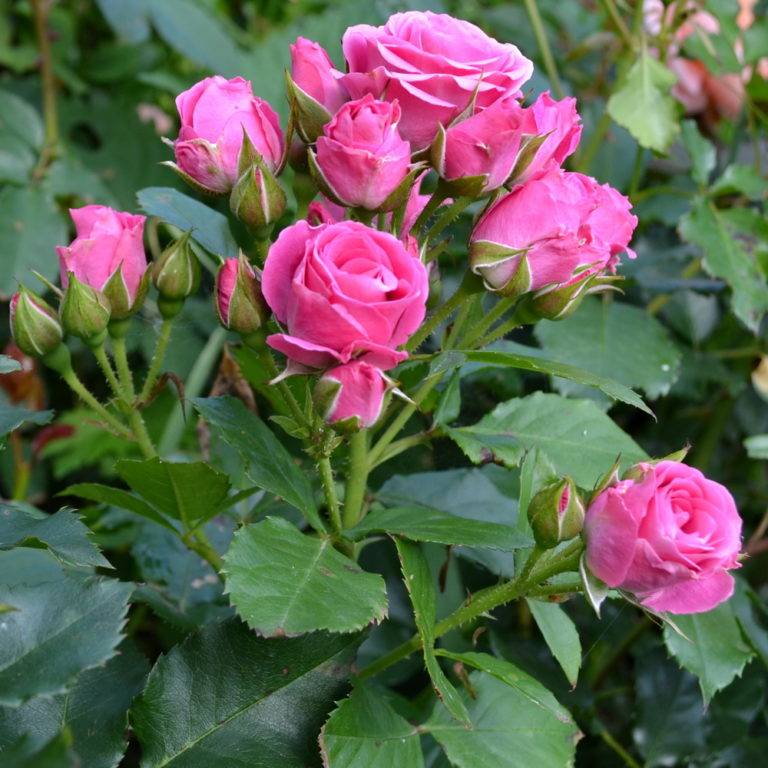 Спрей-розы | энциклопедия роз