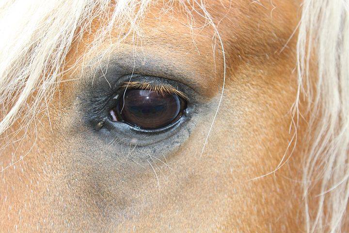 Глаза лошадей