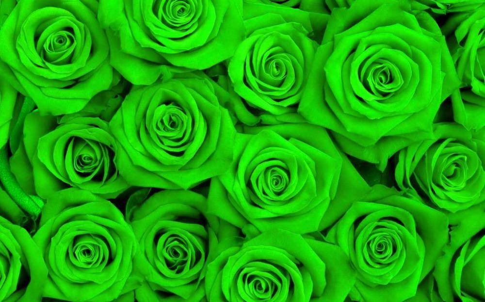 Вымысел или реальность — розы с зелеными бутонами? история появления, описание сортов и правила размещения