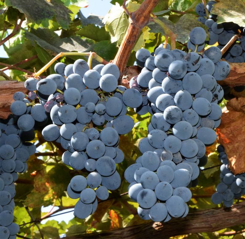 Виноград велика: описание сорта, достоинства и недостатки