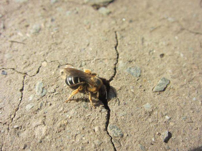 Земляные пчелы: виды, как избавиться, как добыть мед