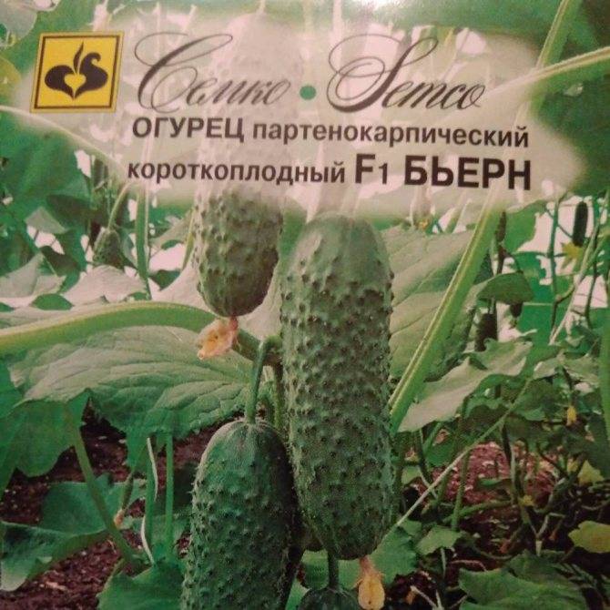 Огурец бьерн f1: описание сорта, фото, отзывы и урожайность